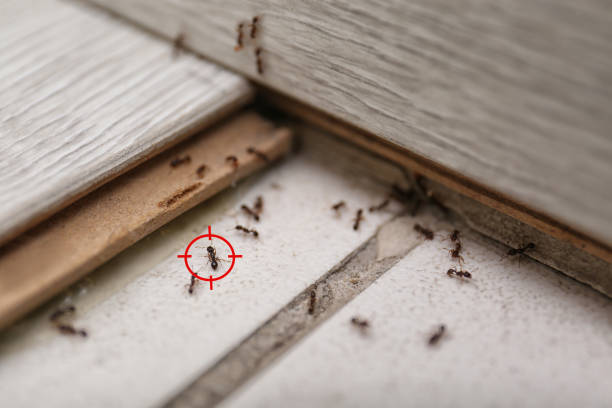 Best Pest Prevention Services  in Ord, NE