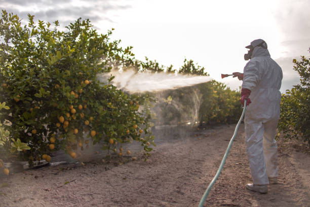 Best Emergency Pest Control  in Ord, NE