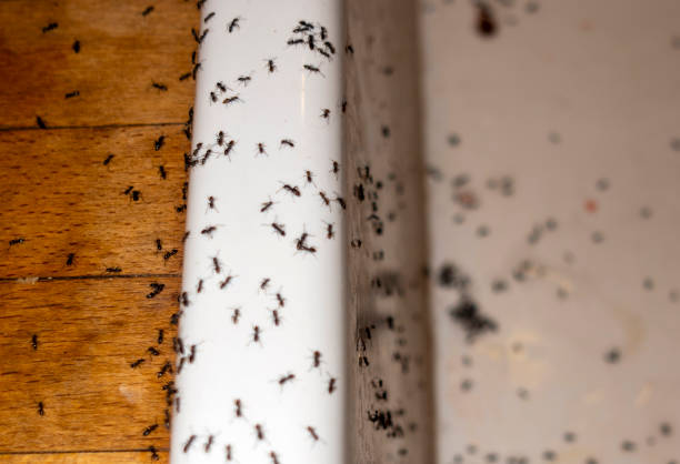Best Pest Control Treatment  in Ord, NE