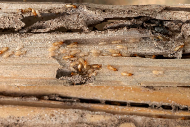 Best Pest Control Near Me in Ord, NE